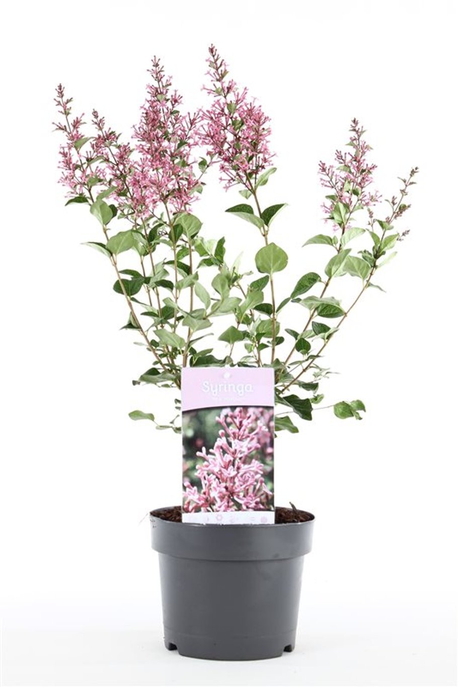 Syringa 'Pink Perfume' - C3
